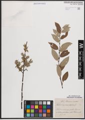 Foto von Salix caprea L. x Salix repens L.